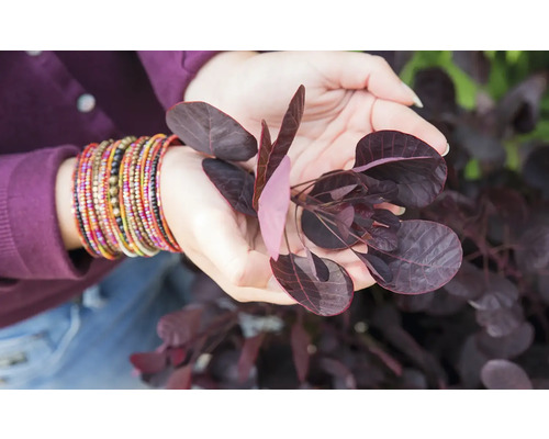 Nahaufnahme einer Person, die einen Perückenstrauch in den Händen hält