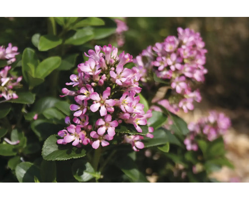 Nahaufnahme von Heidekrautgewächsen mit Blüten