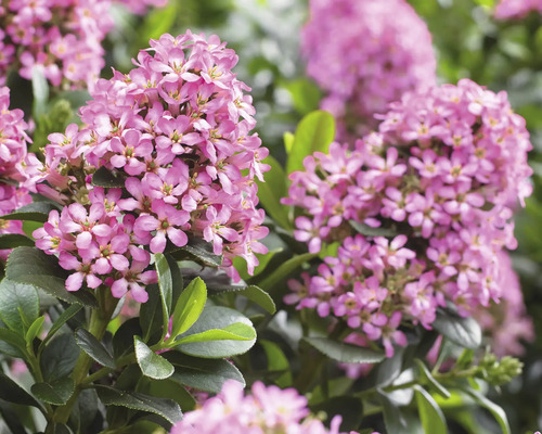 Blühende Scheinbeere mit rosa Blüten