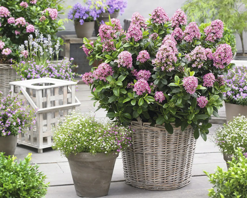 Szene mit blühenden Pflanzen in Körben und Töpfen im Garten.