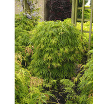 Japanischer Ahornbaum im Garten