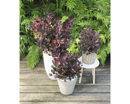 Drei Rotblättrige Perückensträucher in Pflanzgefäßen auf einer Holzterrasse vor Grünpflanzen.