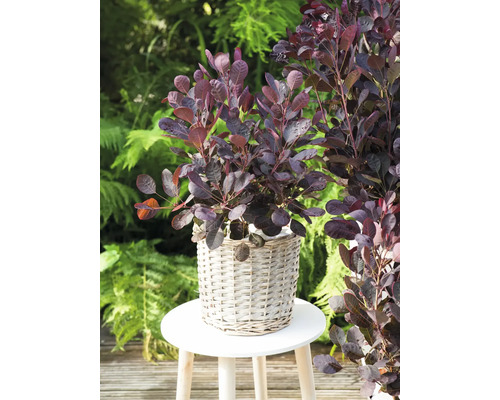 Roter Perückenstrauch im Korb auf einem Hocker