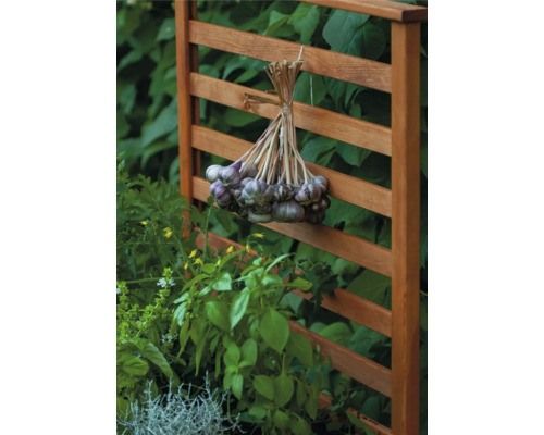 Knoblauchzopf hängt an einem Holzzaun im Garten.