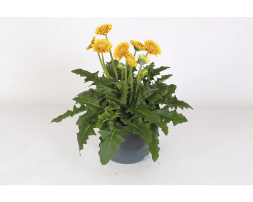 Gerbera Pflanze im Topf mit gelben Blüten