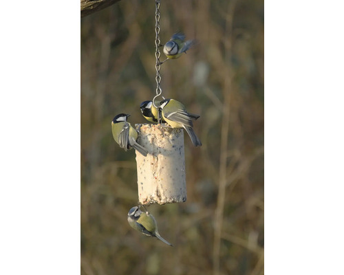 Blaumeisen und Kohlmeisen an einem Futterspender im Garten