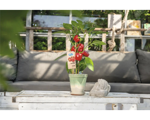 Roter Paprika in einem Topf auf einem Tisch