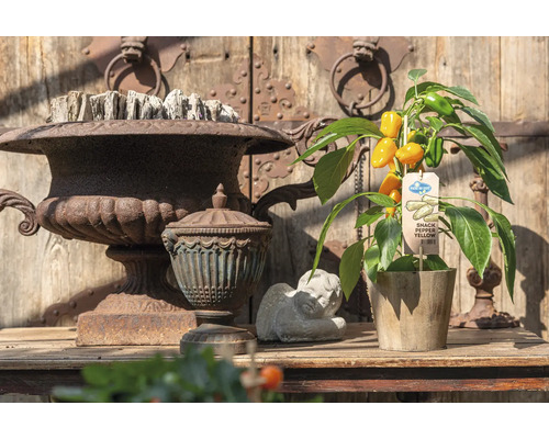 Gelbe Snack-Paprika-Pflanze in Szene gesetzt mit Dekoration auf einem Holztisch vor einer Holztür