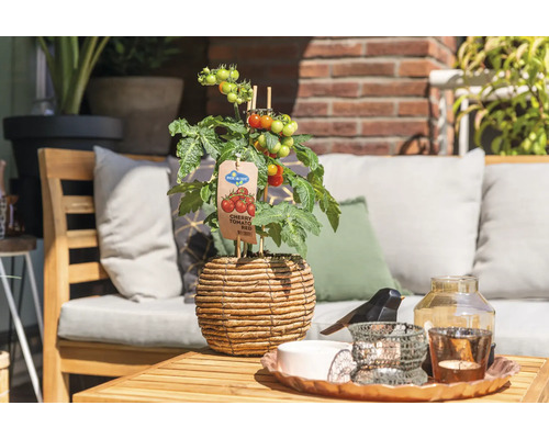 Kirschtomate in einem geflochtenen Topf auf einem Gartentisch
