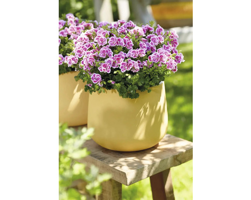 Geranien im Topf auf einem Holzhocker