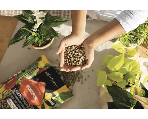 Person hält Blähton in den Händen neben Zimmerpflanzen und einer Packung Lechuza Monopon Pflanzendünger.