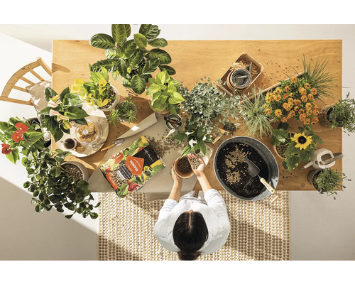 Draufsicht auf einen Tisch mit verschiedenen Zimmerpflanzen, Blumenerde und einer Person, die Pflanzen umtopft.