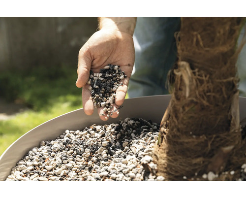 Eine Hand schüttet Pflanzgranulat in einen Pflanzkübel zu einer Pflanze.