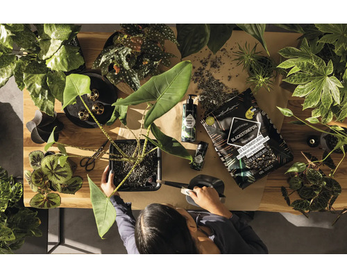 Draufsicht auf eine Person, die eine Zimmerpflanze umtopft, mit Utensilien wie Pflanzerde und Gießkanne.