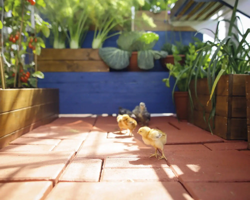 Garten mit Gemüsebeeten und Küken