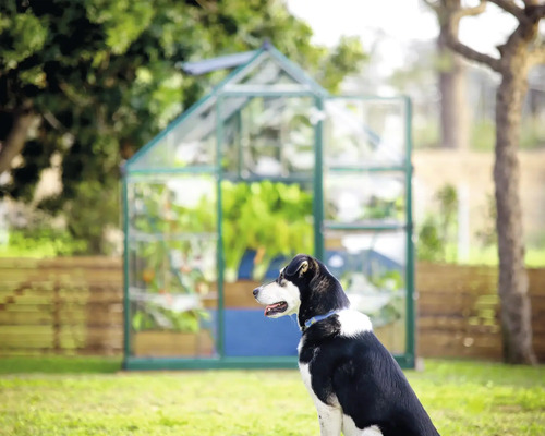 Ein Gewächshaus im Garten, mit einem Hund im Vordergrund.