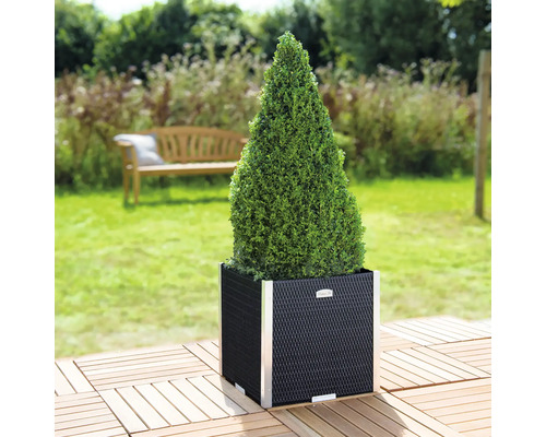 Gartenszene mit Kegelbaum in einem Pflanzgefäß aus Rattan