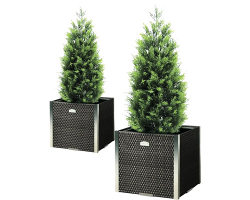 Zwei Säulenzypressen in geflochtenen Pflanzkästen für den Außenbereich