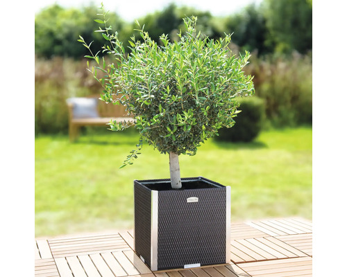 Olivenbaum im quadratischen Pflanzgefäß auf einer Holzterrasse im Garten.