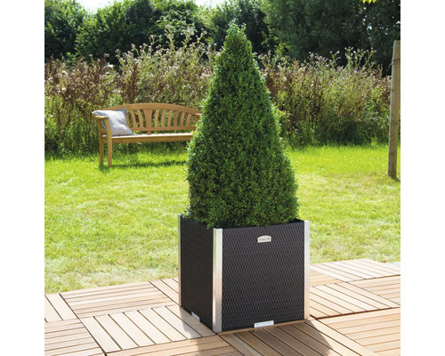 Kegelförmiger Buchsbaum in einem schwarzen Pflanzgefäß mit silberfarbenen Akzenten im Garten.