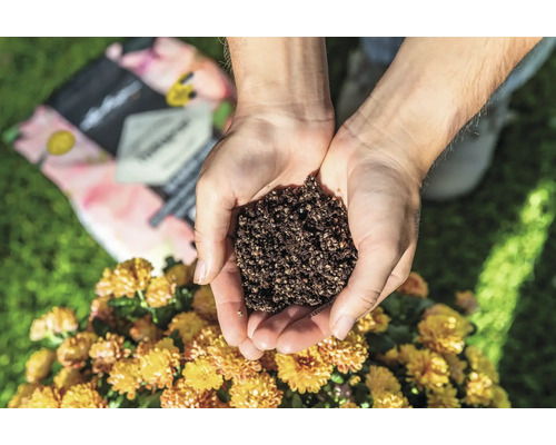 Eine Hand hält Blumenerde über einer Chrysantheme.