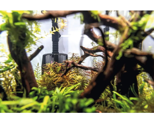 Aquarium Innenraum mit Filter und Pflanzen