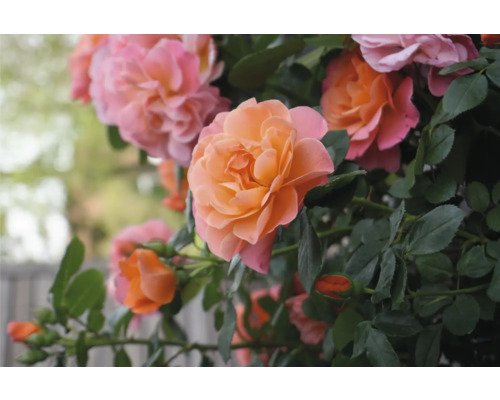 Nahaufnahme von Rosenblüten mit Blättern