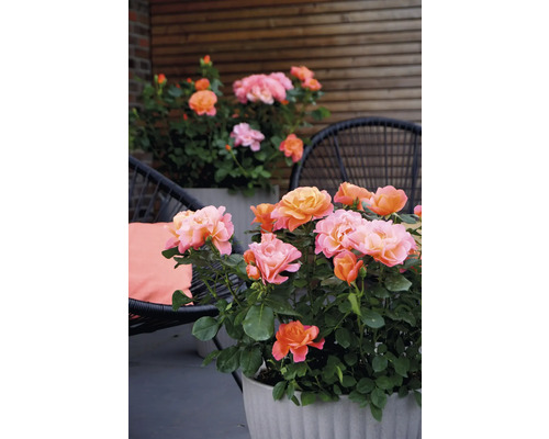 Rosen in Pflanzgefäßen auf einer Terrasse mit Sitzgelegenheit