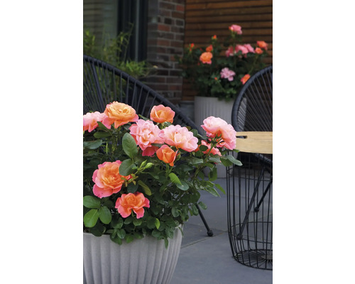 Rosa im Topf auf einer Terrasse