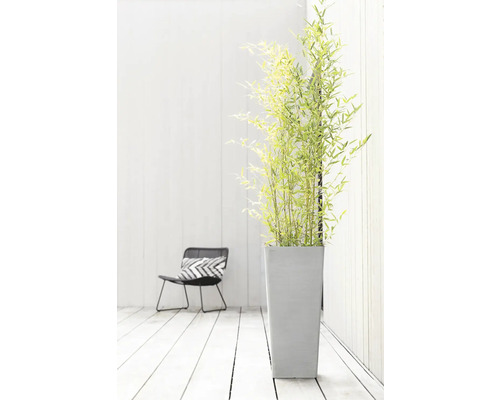 Dekorativer Bambus im Pflanzgefäß neben einem Stuhl auf hellem Holzboden.