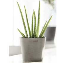 Aloe Vera Pflanze in einem Topf der Marke Ecopots