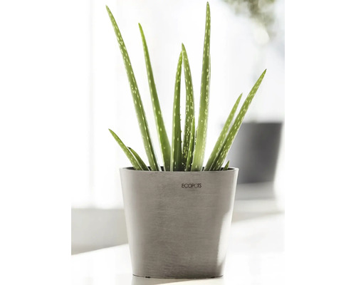 Aloe Vera Pflanze in einem Topf der Marke Ecopots