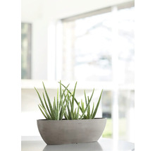 Aloe Vera Pflanzen in einem Pflanzgefäß