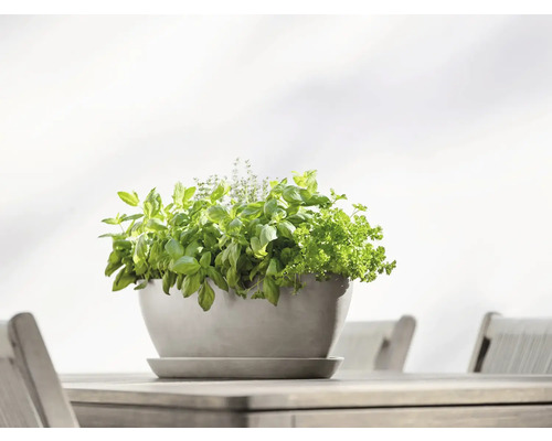 Kräutergarten in Pflanzschale auf Holztisch