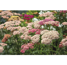 Nahaufnahme von Schafgarbenblüten im Gartenbeet