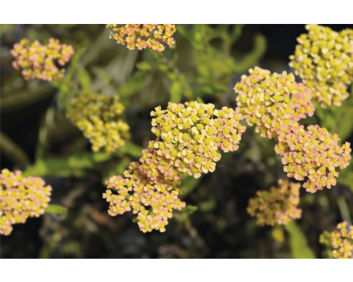 Schafgarbe FloraSelf Achillea millefolium 'Milly Rock' Yellow Terracotta Co 0,5 L Blütenstände der Schafgarbe im Detail