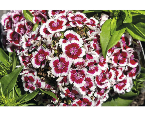 Nelke, Gartennelke FloraSelf Dianthus barbatus 'Dart Red White Picotee' Co 0,5 L