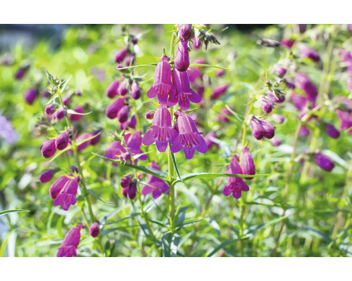 Bartfaden FloraSelf Penstemon barbatus 'Twizzle Purple' Co 0,5 L