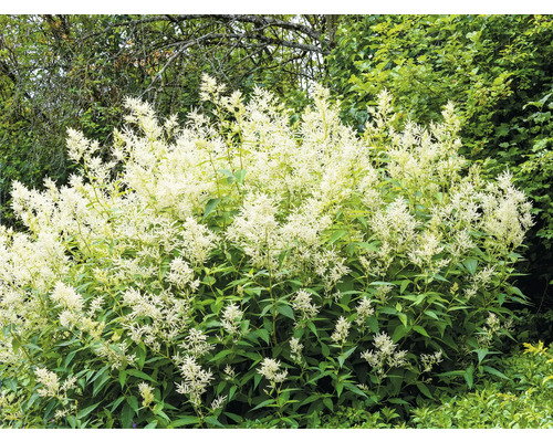 Bergknöterich Knöterich FloraSelf Persicaria polymorpha Co 0,5 L