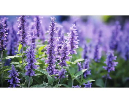 Hainsalbei, Ziersalbei, Gartensalbei FloraSelf Salvia nemorosa 'Blue Marvel' Co 0,5 L Nahaufnahme von Lavendelblüten in einem Gartenbeet