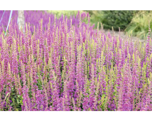 Hainsalbei, Ziersalbei FloraSelf Salvia nemorosa 'Rose Marvel' Co 0,5 L