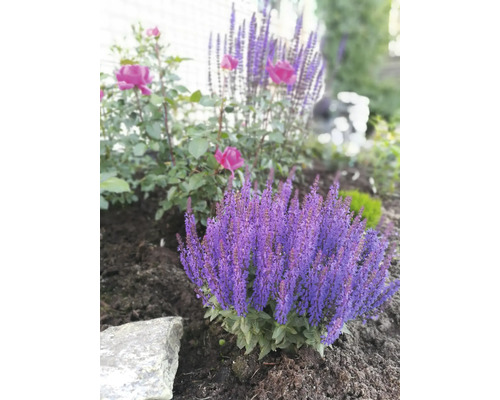 Hainsalbei, Ziersalbei, Gartensalbei FloraSelf Salvia nemorosa 'Medium Deep Blue' Co 0,5 L Hainsalbei, Ziersalbei, Gartensalbei FloraSelf Salvia nemorosa 'Medium Deep Blue' Co 0,5 L