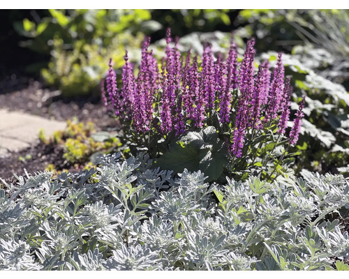 Hainsalbei, Ziersalbei, Gartensalbei FloraSelf Salvia nemorosa 'Medium Deep Rose' Co 0,5 L Hainsalbei, Ziersalbei, Gartensalbei FloraSelf Salvia nemorosa 'Medium Deep Rose' Co 0,5 L