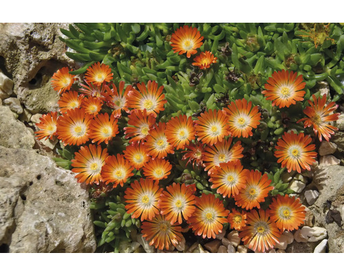 Mittagsblume FloraSelf Delosperma 'Ocean Sunset Orange Vibe' Co 0,5 L große Blüten