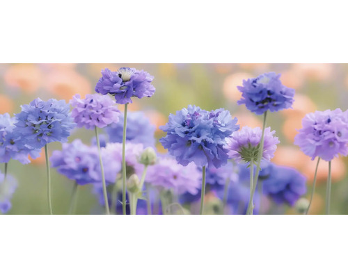 Skabiose, Tauben-Skabiose FloraSelf Scabiosa columbaria 'Pincushion Blue' Co 0,5 L Nahaufnahme von blauen und lilafarbenen Ackerblumen