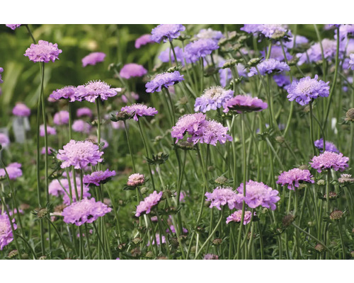 Skabiose, Tauben-Skabiose FloraSelf Scabiosa columbaria 'Pincushion Pink' Co 0,5 L Nahaufnahme von Skabiosenblüten im Gartenbeet