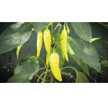 Gelbe Spitzpaprika an der Pflanze