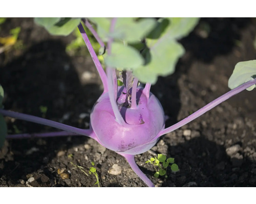 Bio Kohlrabi blau FloraSelf Bio Brassica oleracea 6-er Schale