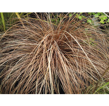 Bräunliche Segge FloraSelf Carex comans Bronco Co 0,5 L