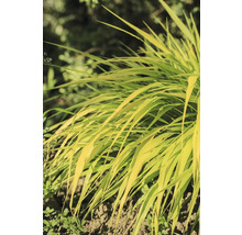 Gelbes Ziergras im Gartenbeet